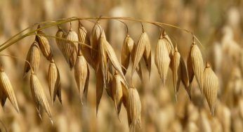 Avena, fa bene alla salute: come consumarla tutti i giorni