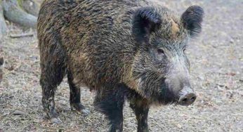 Mamma di cinghiale partorisce in mezzo alla strada – VIDEO