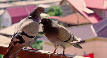 Occhio ai piccioni sul balcone: possono trasmettere queste malattie