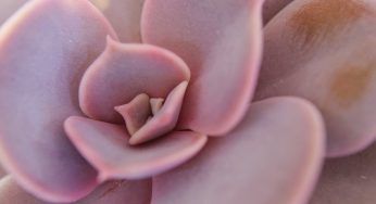 Echeveria, non attendere per vedere i fiori: segui questi consigli