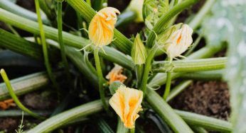 Fiori di zucchina o zucca? Le differenze che forse non conosci