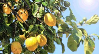 Limoni, raccoglili così: non rovinerai la pianta