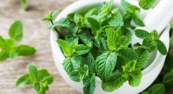 Menta, sapevi che può essere velenosa? Come riconoscerla