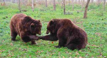 “Stai calmo, non dargli la schiena” l’incontro con un orso finisce così