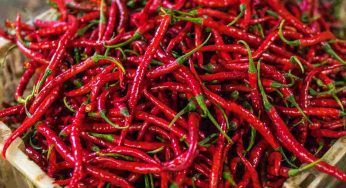 Peperoncino: tutti i falsi miti