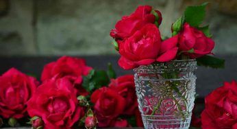 Rose, quale concime utilizzare in base alla stagione: gli esempi