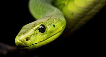 Strani rumori in soffitta, un gigantesco serpente distrugge la casa. Il VIDEO sconvolgente