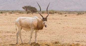 Addax, l’antilope dalle corna a vite: curiosità e caratteristiche