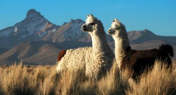 Alpaca, caratteristiche e curiosità del mammifero dalla preziosa lana