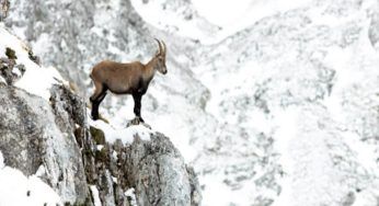 Antilope: cosa mangia, dove vive e caratteristiche dell’animale