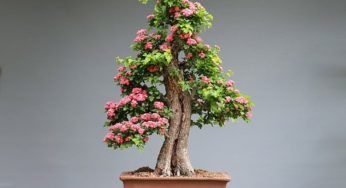 Bonsai, occhio ai parassiti: liberatene così