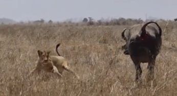 Leoni aggrediscono un bufalo: nonostante la stazza non può sfuggire – VIDEO