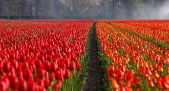 Tulipani: in qualsiasi parte del mondo vivi, dopo la fioritura dovresti SEMPRE fare questo!