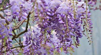 Glicine, il segreto dei vivaisti per poterlo coltivare in vaso o in giardino