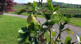 Hai mai notato le forme (a volte assurde) che assumono i limoni? Ti spieghiamo perchè accade