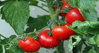 Coltiva i pomodori nel tuo orto: la GUIDA facile