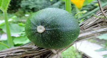 Zucchine, di quanta acqua hanno bisogno? Occhio a non sbagliare