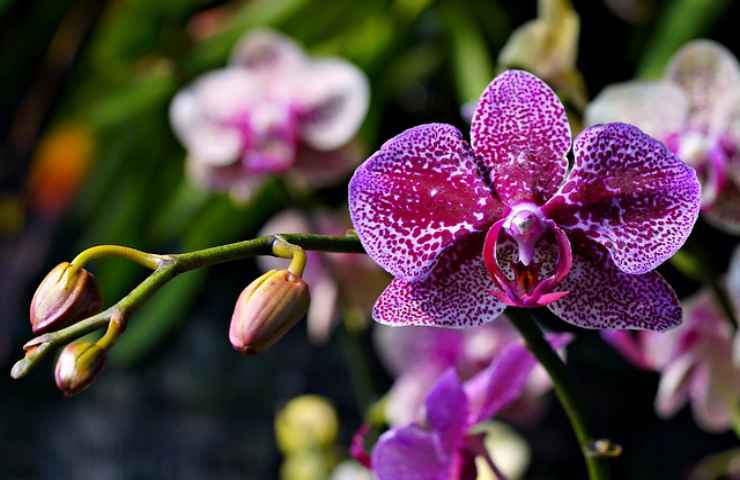 orchidea fiore natura