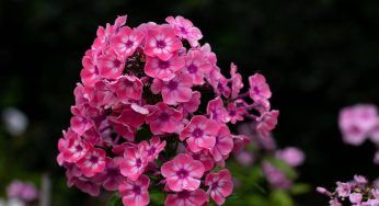 Phlox, coltivarla è davvero semplicissimo: colora il tuo giardino