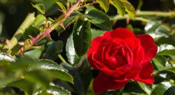 Rose in giardino, occhio la distanza: gli spazi giusti da mantenere