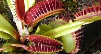 Dionaea, la pianta acchiappamosche: come prendertene cura