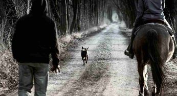 Cavallo e cagnolino, un’amicizia che tocca il cuore: il VIDEO dall’immensa dolcezza