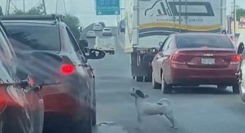 Il VIDEO fa il giro del web: le ipotesi dell’abbandono del cucciolo in autostrada