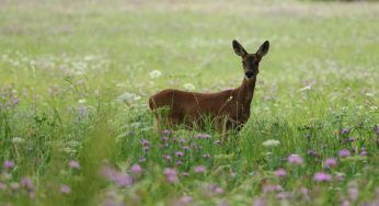 Capriolo portato via dalla mamma: il perché del gesto fa discutere