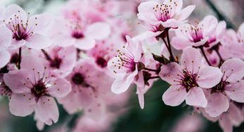 Tataki zome: decora i tuoi abiti con i fiori