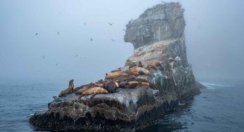 Spazzatura in mare: le due foche sono intrappolate e tentano invano di liberarsi – VIDEO