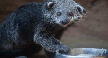 Binturong: dove vive, comportamenti particolari ed è vero che odora di popcorn?