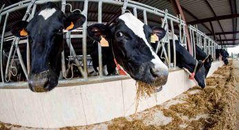 Aumenta il consumo di carne, e con esso i pericoli per il futuro