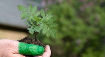 Pollice verde: lo si ha da sempre oppure si può imparare