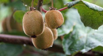 Quanto vive e quale guadagno può portare una pianta di Kiwi