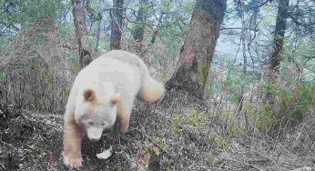 Un animale mai visto prima: il panda è totalmente bianco – VIDEO