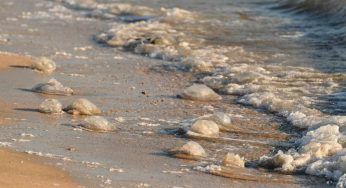 Salento, le spiagge ne sono invase: alta la preoccupazione