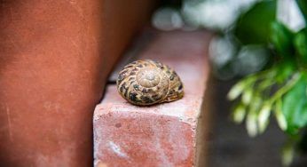 Lumache e limacce che invadono il tuo giardino, eliminale così