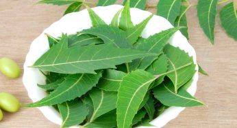 Neem, fondamentale per il tuo orto: cos’è e come utilizzarlo