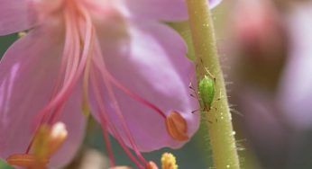 Parassiti nelle piante: passo passo come liberartene e proteggere il tuo orto o giardino