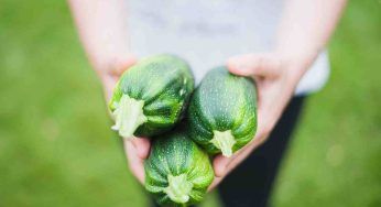 Zucchine, non ci crederai mai ma puoi coltivarle anche in questo contenitore