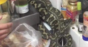 Puoi trovarlo nei cassetti della cucina: se vedi un serpente, comportati così