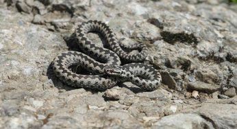 Esce per fare sport e viene morso da una vipera: il destino di un uomo