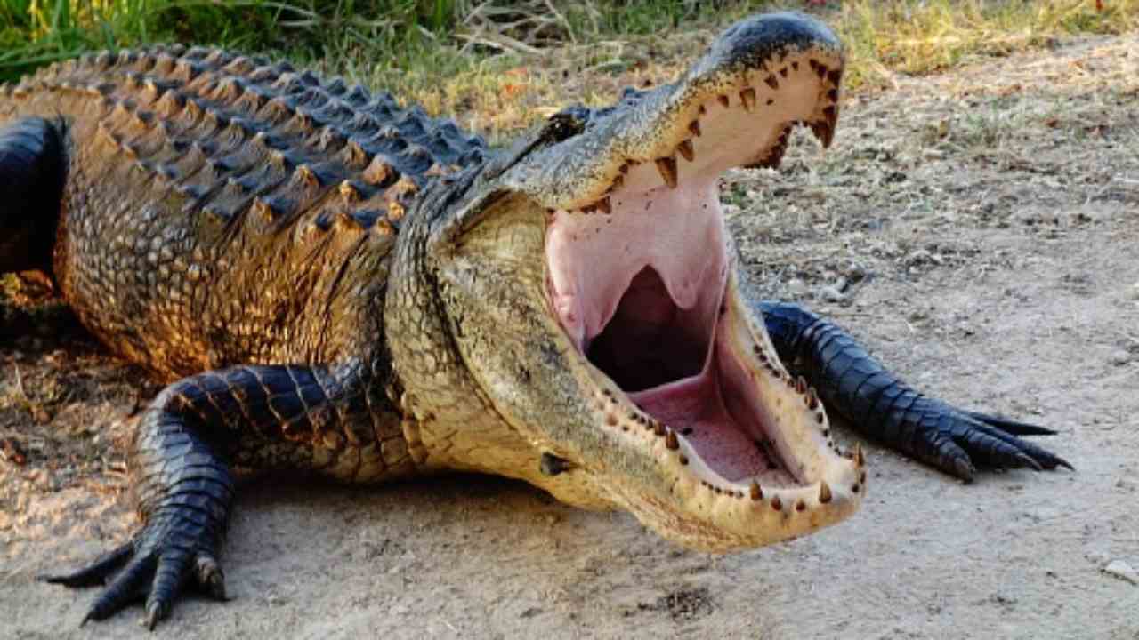 Crocodile Mile, Gavettone e altri vecchi giochi estivi per infradiciarsi o  farsi male in allegria