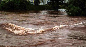 Il fiume è in piena e le mucche vengono travolte: il VIDEO da brividi