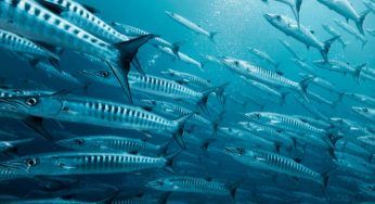 Barracuda: curiosità, cosa mangia e caratteristiche che lo contraddistinguono