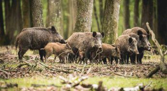 A passeggio con i cani, viene aggredito da cinghiali: il suo cucciolo finisce sotto un’auto