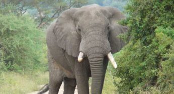 La turista si avvicina all’elefante: l’animale la getta in terra. Cosa nasconde il video virale