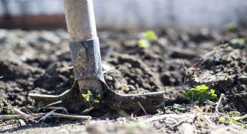 Maggio: un promemoria di cosa piantare e quali lavori fare nell’orto