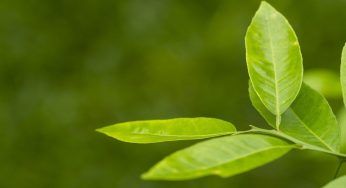 Limone con le foglie gialle: curalo grazie al ferro. I passaggi