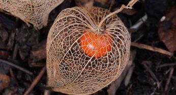 Lanterna Cinese, una strana ma affascinante pianta: come coltivarla